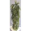 Asparagus převis