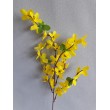 Forsythia, Zlatý déšť