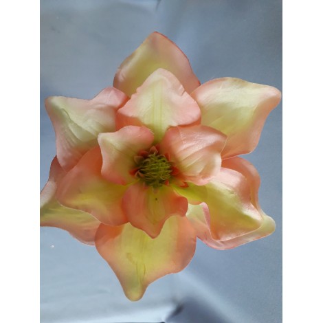 Magnolie vazbovka /SALMON