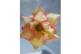 Magnolie oranžovo-růžovo-žlutá vazbová Ø 15 cm