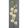 Yucca větvička