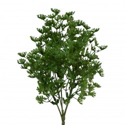 Petržel 32 cm