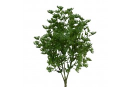 Petržel 32 cm