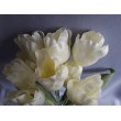 Tulipán kytice, 5 barev