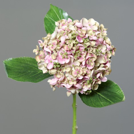 Hortenzie drobné květy