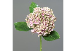 Hortenzie drobné květy