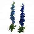 Delphinium