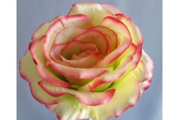 Růže zeleno-krémová s růžovými okraji velká vazbová 8*9 cm