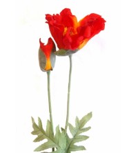 Vlčí mák oranžový 96 cm