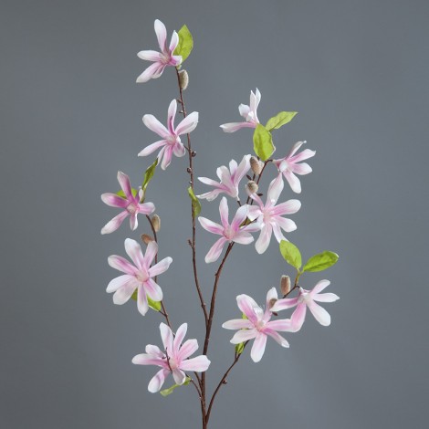 Magnolie větev