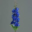 Delphinium