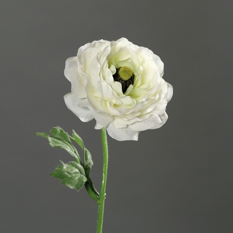 Ranunculus  