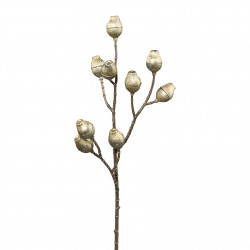 Větvička eukalypthus zlatá