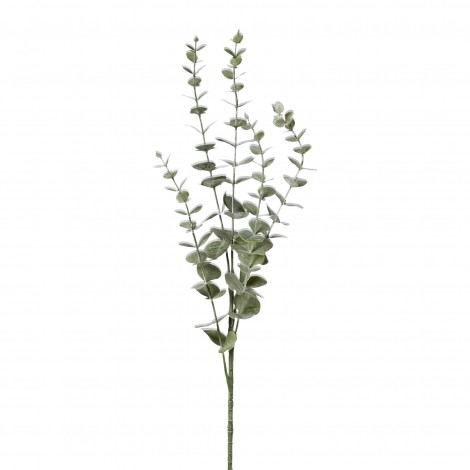 Větvička eukalypthus šedá