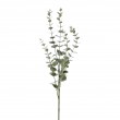 Větvička eukalypthus šedá