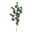 Větvička eukalypthus