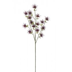 Bodlák štetkovec burgundy 71 cm