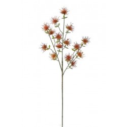 Bodlák štetkovec oranžový 71 cm