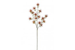Bodlák štetkovec oranžový 71 cm