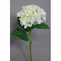 Hortenzie krémovo-zelená 50 cm