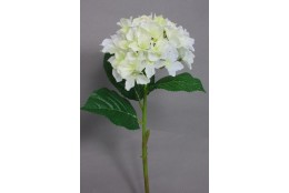 Hortenzie krémovo-zelená 50 cm