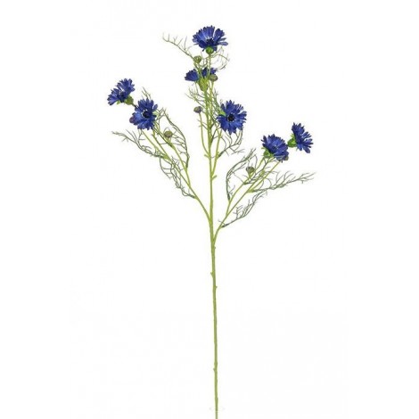 Chrpa