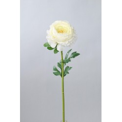 Ranunculus krémovo-zelený 47 cm