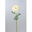 Ranunculus  