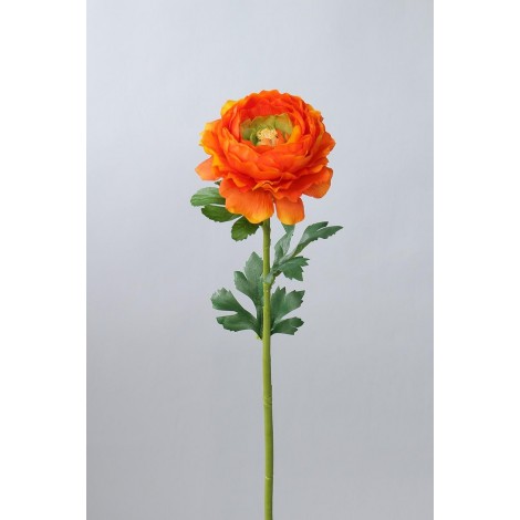 Ranunculus  