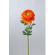 Ranunculus  