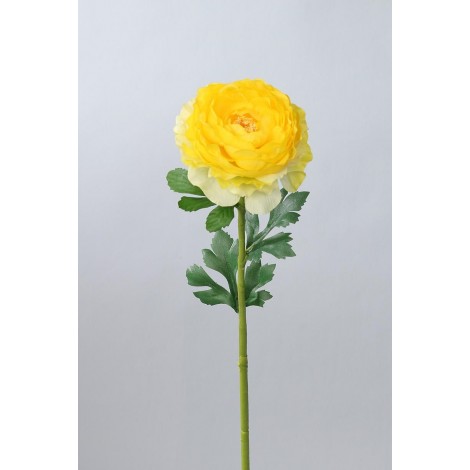 Ranunculus  