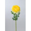 Ranunculus  