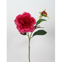 Pivoňka beauty 57 cm