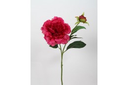 Pivoňka beauty 57 cm