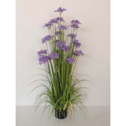 Dekorační tráva kvetoucí vysoká 120 cm