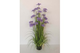 Dekorační tráva kvetoucí vysoká 120 cm