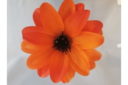 Jiřina Dahlia oranžová vazbová Ø 12 cm