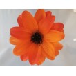 Dahlia