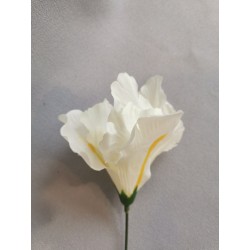 Iris krémový vazbový 8*10 cm