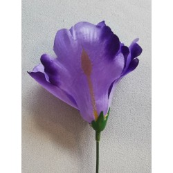 Iris fialový vazbový 8*10 cm