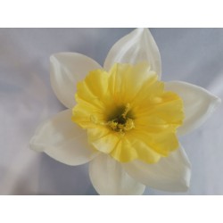 Narcis bílý vazbový Ø 13 cm