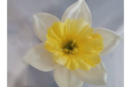 Narcis bílý vazbový Ø 13 cm