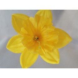 Narcis žlutý vazbový Ø 13 cm