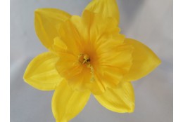 Narcis žlutý vazbový Ø 13 cm