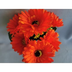 Gerbera kyt., 6 barev