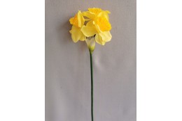 Narcis, 3 květy