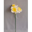Narcis, 3 květy