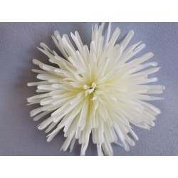 Chryzantéma jehlicová krémová vazbová Ø 16 cm
