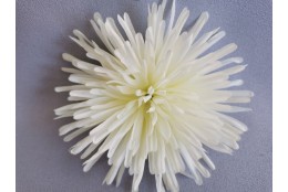 Chryzantéma jehlicová krémová vazbová Ø 16 cm