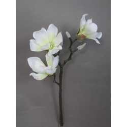 Magnolie krémovo-bílá 55 cm